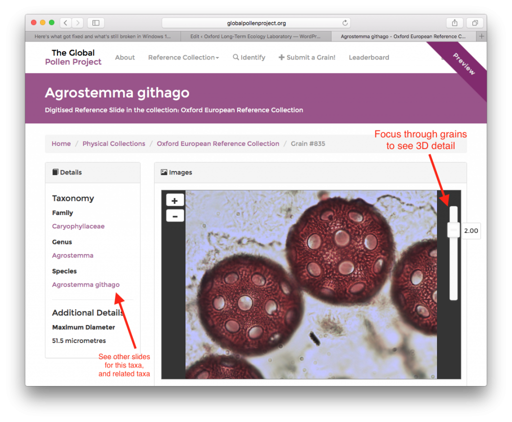Agrostemma githago slide in Global Pollen Project